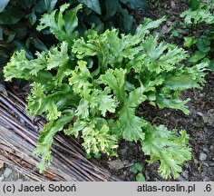 Asplenium scolopendrium Ramosa Cristata