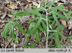 Rubus bambusarum