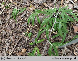 Rubus bambusarum