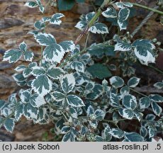 Rubus fruticosus Variegatus
