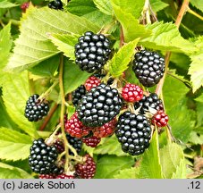 Rubus fruticosus (jeżyna krzewiasta)