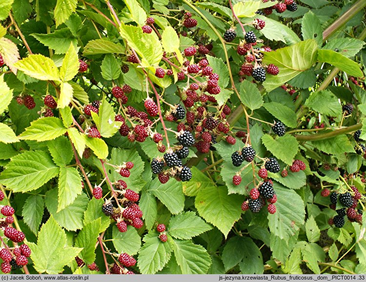 Rubus fruticosus (jeżyna krzewiasta)