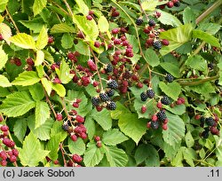 Rubus fruticosus (jeżyna krzewiasta)