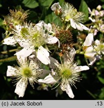 Rubus fruticosus (jeżyna krzewiasta)