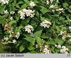 Rubus fruticosus (jeżyna krzewiasta)