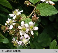 Rubus fruticosus (jeżyna krzewiasta)