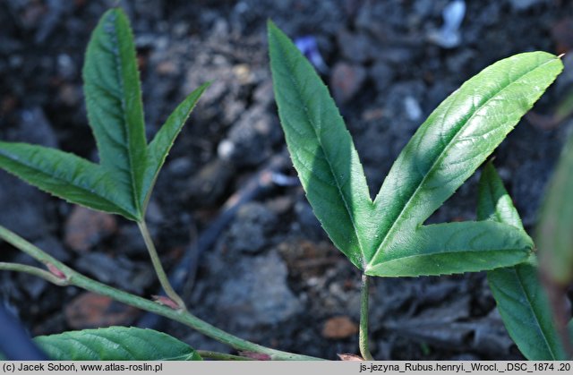 Rubus henryi (jeżyna Henry'ego)