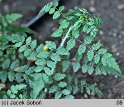 Rubus thibetanus ‘Silver Fern’ (jeżyna tybetańska 'Silver Fern')