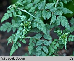 Rubus thibetanus ‘Silver Fern’ (jeżyna tybetańska 'Silver Fern')