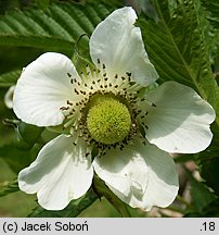 Rubus idaeus Tayberry