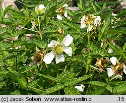 Rubus idaeus Tayberry