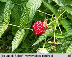 Rubus idaeus Tayberry