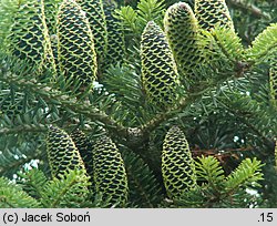 Abies ×arnoldiana Kórnik