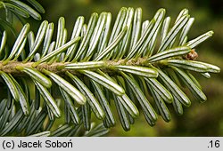 Abies ×arnoldiana Kórnik