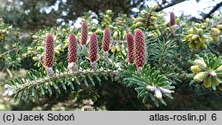 Abies ×arnoldiana Kórnik