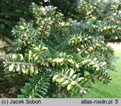 Abies ×arnoldiana Kórnik