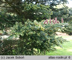 Abies ×arnoldiana Kórnik