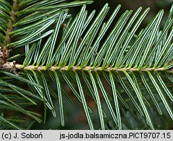 Abies balsamea