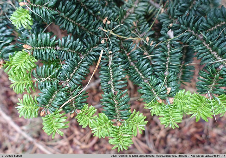 Abies balsamea Brillant