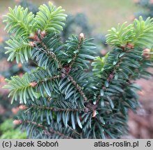 Abies balsamea Brillant