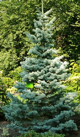 Abies lasiocarpa