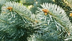 Abies lasiocarpa