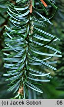 Abies nordmanniana Pendula