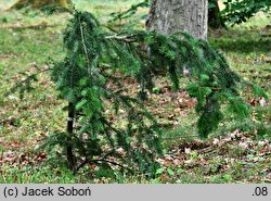 Abies nordmanniana Pendula