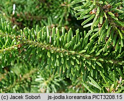 Abies koreana