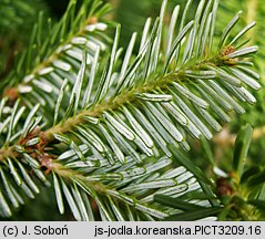 Abies koreana