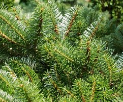 Abies koreana