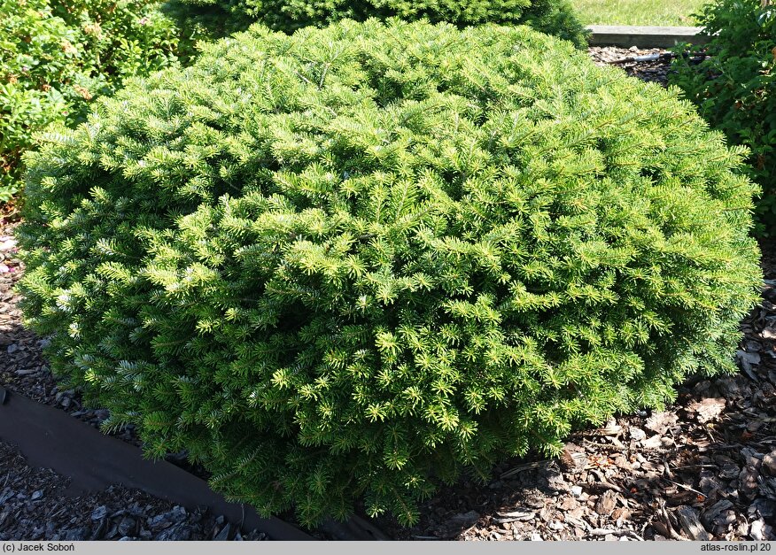 Abies koreana Kubiczek