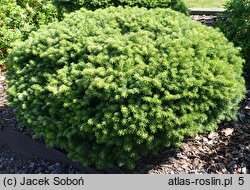Abies koreana Kubiczek