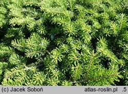 Abies koreana Kubiczek