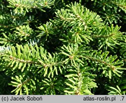 Abies koreana Kubiczek