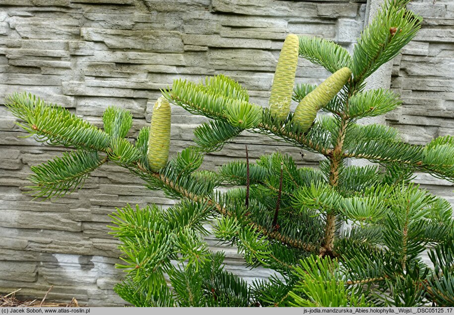 Abies holophylla (jodła mandżurska)