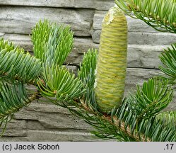 Abies holophylla (jodła mandżurska)