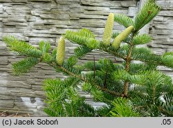 Abies holophylla (jodła mandżurska)