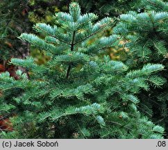 Abies holophylla (jodła mandżurska)