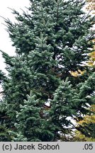 Abies holophylla (jodła mandżurska)