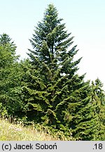 Abies alba