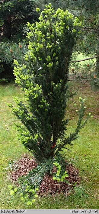 Abies alba Fastigiata