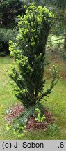 Abies alba Fastigiata