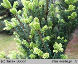 Abies alba Fastigiata