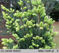Abies alba Fastigiata