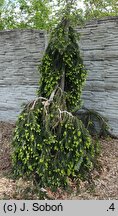 Abies alba Pendula