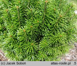 Abies sibirica (jodła syberyjska)