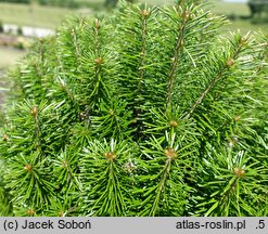 Abies sibirica (jodła syberyjska)
