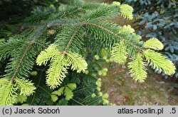 Abies nordmanniana ssp. equi-trojani (jodła turecka)