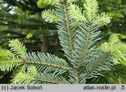 Abies nordmanniana ssp. equi-trojani (jodła turecka)